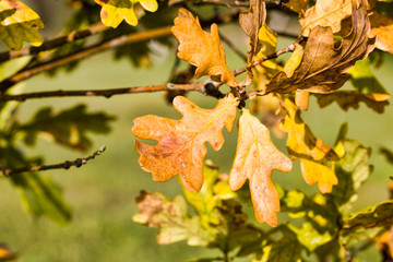 Fototapeta premium Green orange oak foliage