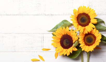 Beautiful yellow sunflowers with leaves