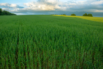 Wheat field close-up at sunset