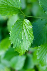 A close view of the bright green springtime leaf.