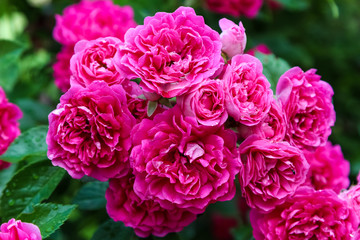 shrub climbing rose the excelsa