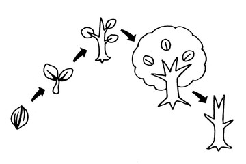 木の成長・図解