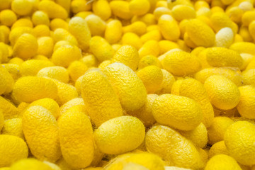 Yellow silk cocoons