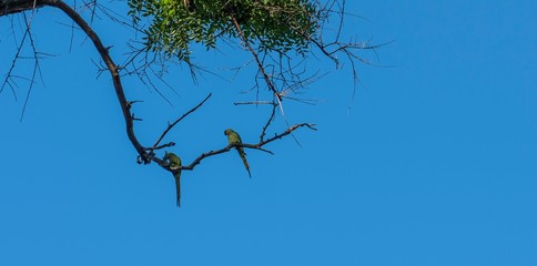 Two green parakeets on a tree branch against a bright blue sky.
