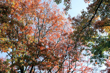 tree in autumn