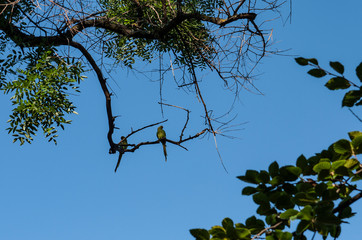 Two green parakeets on a tree branch against a bright blue sky.