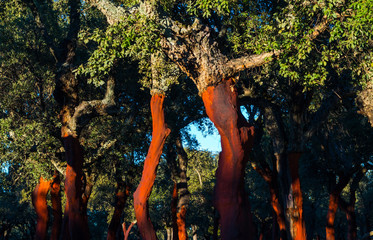 Cork Oak, Ambroz valley, Cáceres, Extremadura, Spain, Europe
