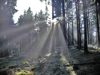 Obraz premium Sonnenstrahlen zwischen Bäumen