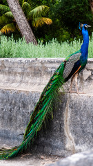 Obraz premium Beautiful male peacock with a long tail sitting on a stone wall in a tropical garden.