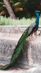 Obraz premium Beautiful male peacock with a long tail sitting on a stone wall in a tropical garden.