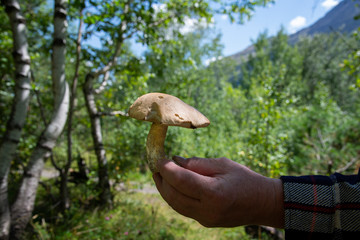 Ripe mushroom in a man's hand