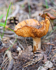 Mushroom in the forest, Elbrus region