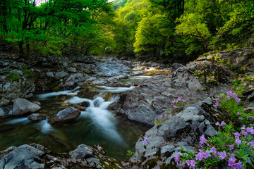 Obraz premium Jirisan spring