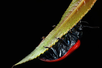 Chrysomela saliceti on a leaf