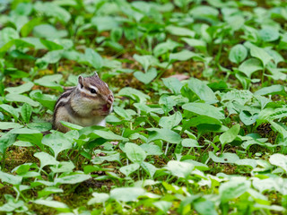 自然とシマリス