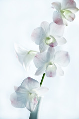 romantic orchid flower over white background