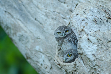Spotted owlet (Athene brama)