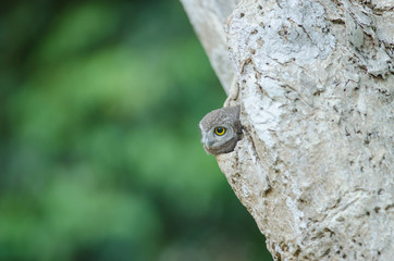 Spotted owlet (Athene brama)