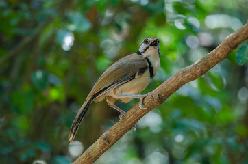 Greater Necklaced Laughingthrush on branch in nature