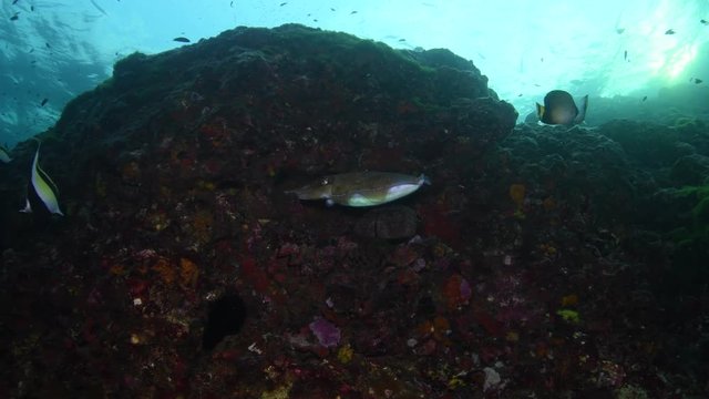 Pharaoh cuttlefish, Sepia pharaonis layung egs 