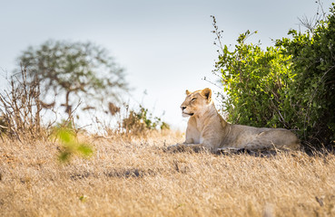 African lioness in Kenya