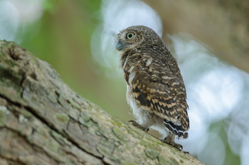 Asian Barred Owlet (Glaucidium cuculoides)