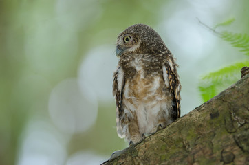Fototapeta premium Asian Barred Owlet (Glaucidium cuculoides)