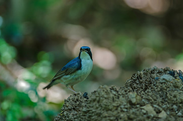 Siberian blue robin (Luscinia cyane)