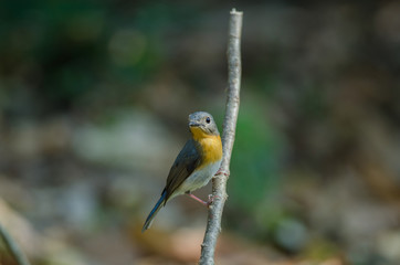 Red-throated Flycatcher (Ficedula albicilla)