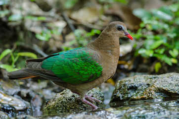 Emerald dove or Green Pigeon
