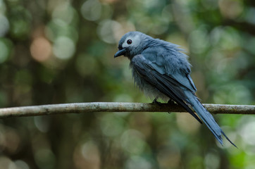 Ashy Drongo bird perched on a branch