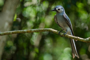 Ashy Drongo bird perched on a branch