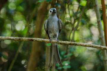Ashy Drongo bird perched on a branch