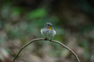 Red-throated Flycatcher (Ficedula albicilla)