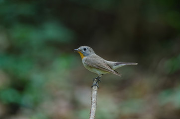 Obraz premium Red-throated Flycatcher (Ficedula albicilla)