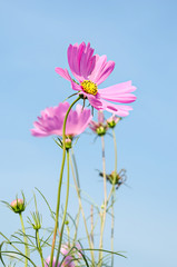 Beautiful pink cosmos flower field on blue sky.