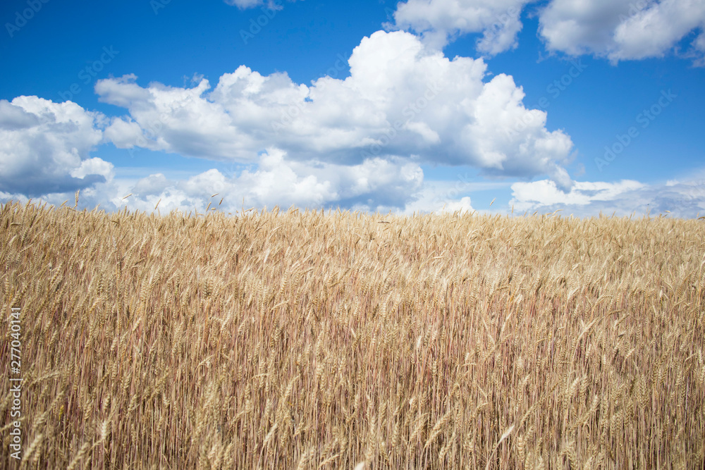 Wall mural wheat field against the blue cloudy sky