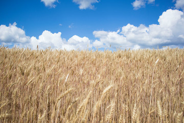 wheat field against the blue cloudy sky