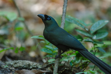 Racket-tailed Treepie.(Crypsirina temia)