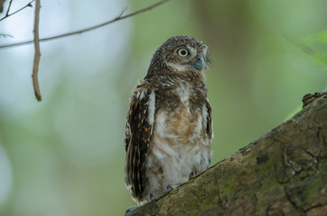 Asian Barred Owlet (Glaucidium cuculoides)