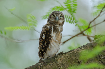 Asian Barred Owlet (Glaucidium cuculoides)