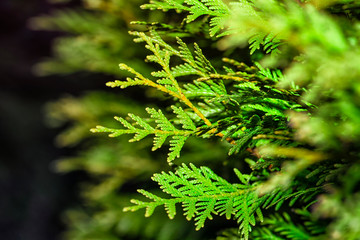 Thuja branches. Background from Thuja branches. Thuja branches in the dark. The green branches ....