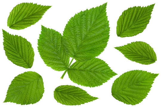 Raspberry leaf  on white collection
