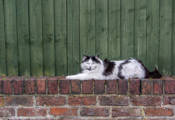 Pussy Cat on wall