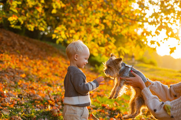 Child play with yorkshire terrier dog. Toddler boy enjoy autumn with dog friend. Small baby toddler...