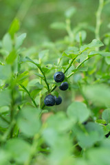 Branch of blueberry berries close-up on a green background in forest. Beautiful nature in close-up. Useful summer vitamins nature.