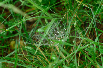 Spider web with spider after rain with dew drops on green grass. Close-up. Forest nature in macro.