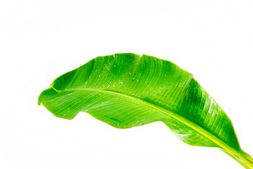 Tropical banana leaf in bright green color, isolated image