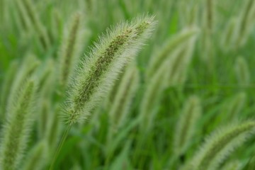 ネコジャラシ、エノコログサ、