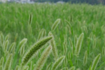 ネコジャラシ、エノコログサ、